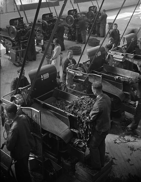 Workers feeding tobacco leaf in to machines at the start of the cigarette manufacture in