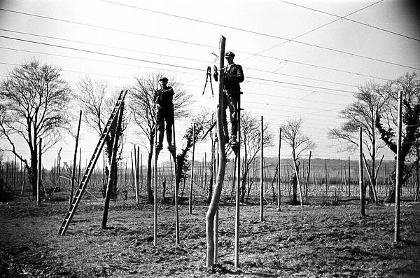 Workers on stilts stringing hop poles in Sussex. Circa 1935