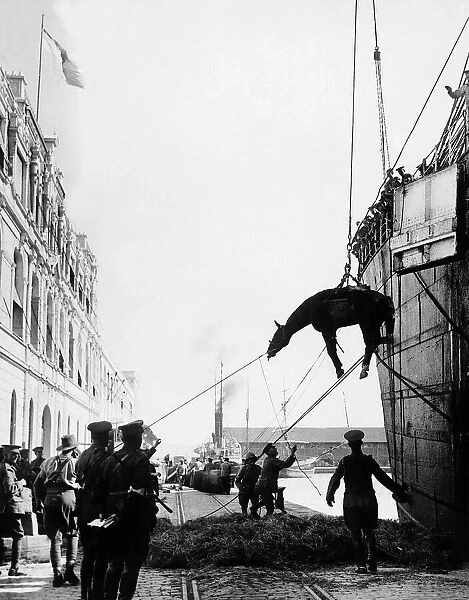 World War One - Allied cavalry troops horses are lowered down in a sling onto