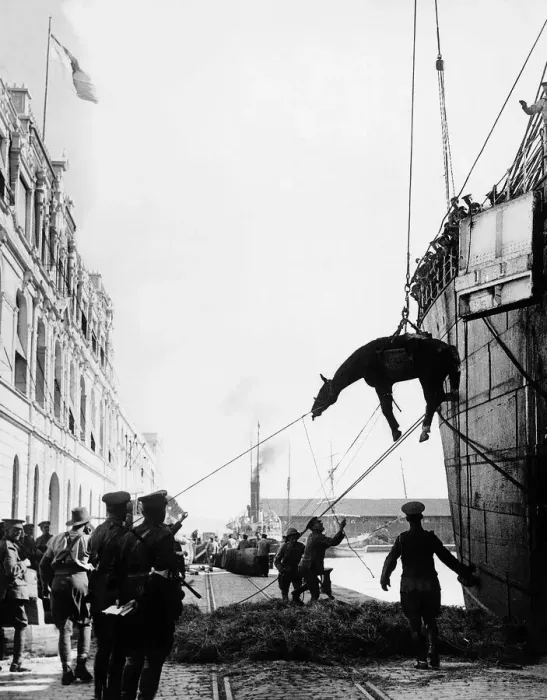 Framed Print : World War One - Allied cavalry troops horses are lowered down in a sling onto Framed Print : World War One - Allied cavalry troops horses are lowered down in a sling onto