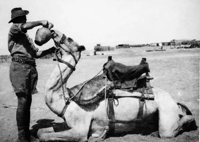 Framed Print : World War One Anzac Australian Camel Corps soldier giving his camel a drink of water Framed Print : World War One Anzac Australian Camel Corps soldier giving his camel a drink of water