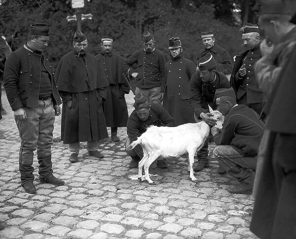 World War One Belgian Soldiers milking a goat Sept 1914
