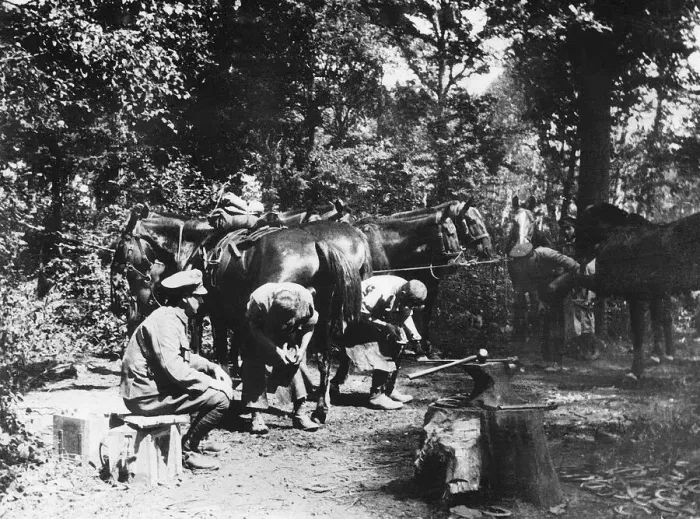 Framed Print : World War One - Blacksmiths work at behind the front lines in a forest shoeing horses Framed Print : World War One - Blacksmiths work at behind the front lines in a forest shoeing horses