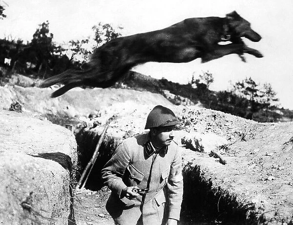 World War One - A French Army dispatch dog jumps over a soldier in the trenches as it
