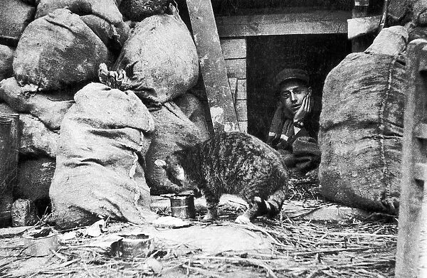 World War I April 1915 French soldier feeds a cat in the trenches 1915