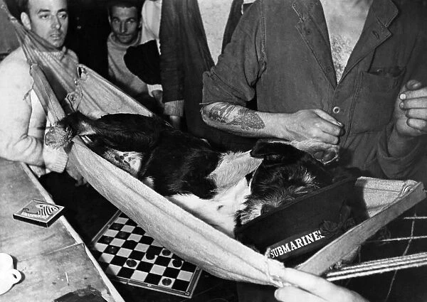 World War II: Mascot. 'Whisky'a stray dog that was adopted by the crew of one
