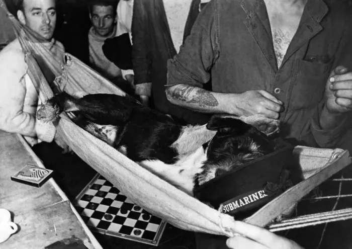 Framed Print : World War II: Mascot. Whisky'a stray dog that was adopted by the crew of one