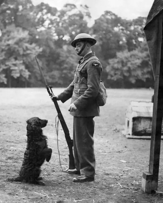 Framed Print : World War II: Mascots. Dogs. Balloon barrage men who are so keen to have pets that one Framed Print : World War II: Mascots. Dogs. Balloon barrage men who are so keen to have pets that one
