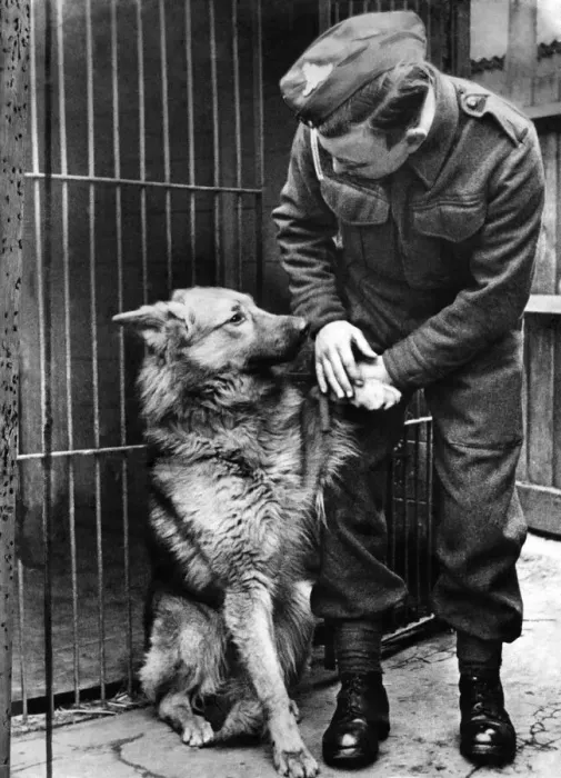Framed Print : World War II. Mascots Dogs. The companys Alsatian dog is put into kennels as they Framed Print : World War II. Mascots Dogs. The companys Alsatian dog is put into kennels as they