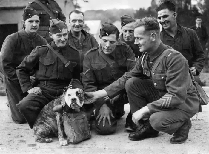 Framed Print : World War II: Mascots: Dogs. Jags the bulldog seen here with soldiers before