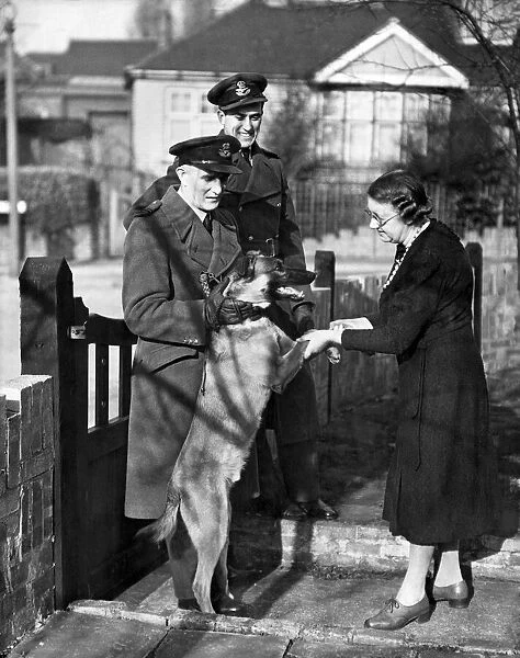 World War II: Mascots. Rex the alsatian to be the new mascot for a R. A. F. station in Kent