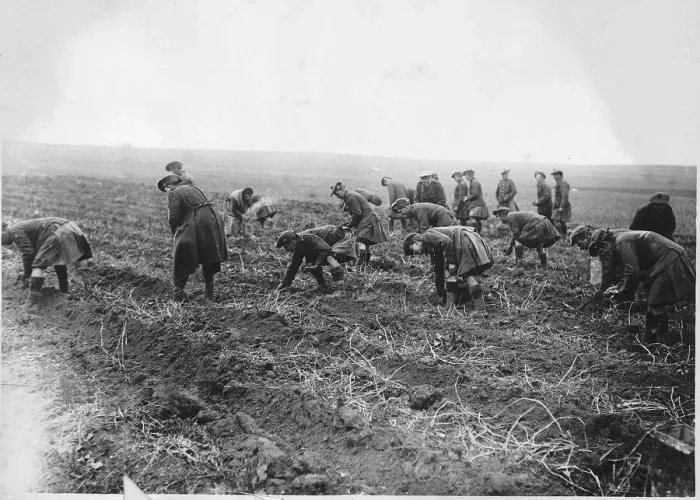 Framed Print : World War One - Seaforth Highlanders helping French to gather their potato crop