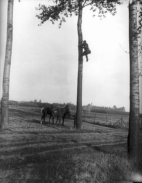 World War One Soldier climbing tree September 1914