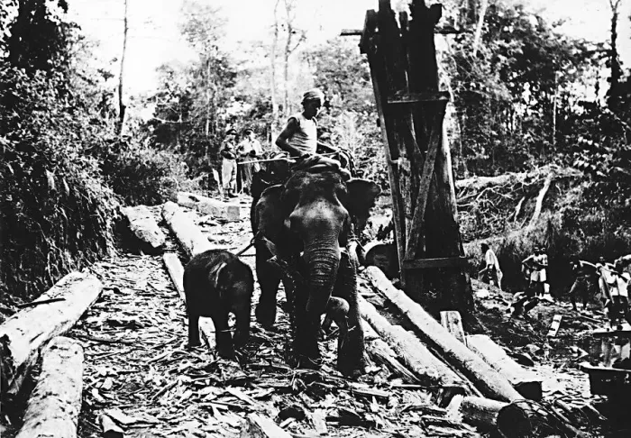 Framed Print : WW2 Burmese rounded up more elephants to help the Allies after valuable transport Framed Print : WW2 Burmese rounded up more elephants to help the Allies after valuable transport