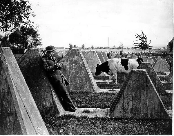 WW2 ll RAF man on the Siegfred Line 10  /  44 writing home with cow in amongst concrete