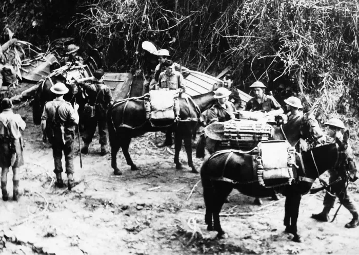 Framed Print : WW2 Mules carry supplies along tracks in Burma impassable to any other form of Framed Print : WW2 Mules carry supplies along tracks in Burma impassable to any other form of