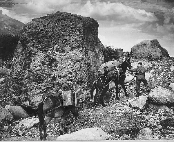 WW2 Mules taking ammunition up hill Mar 42 in North Wales for an ack ack
