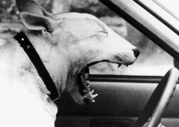 Yawning Bruce the Dog behind wheel of car 1987
