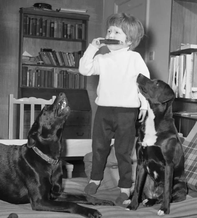 Framed Print : When three year old Ashley Charlton of Bourne End, Buckinghamshire, plays his mouth organ Framed Print : When three year old Ashley Charlton of Bourne End, Buckinghamshire, plays his mouth organ