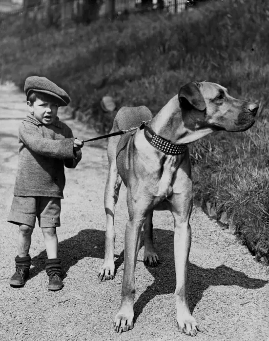 Framed Print : A five year old boy of Edinburgh pictured in Princes Street gardens with his pet dog Framed Print : A five year old boy of Edinburgh pictured in Princes Street gardens with his pet dog