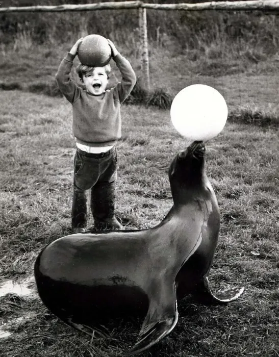 Framed Print : Four year old Bruce, son of a sea-lion trainer putting a seal through training exercises Framed Print : Four year old Bruce, son of a sea-lion trainer putting a seal through training exercises