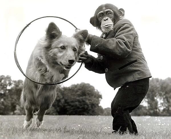 Three year old chimp Kanoble holds up a hoop for Dinkie the corgi to jump through at