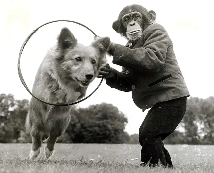 Framed Print : Three year old chimp Kanoble holds up a hoop for Dinkie the corgi to jump through Framed Print : Three year old chimp Kanoble holds up a hoop for Dinkie the corgi to jump through