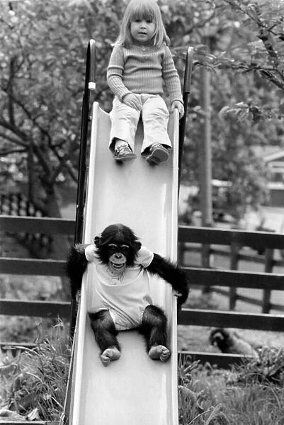 Three year old Emma Colbourne playing on the slide in her local park with a chimpanzee