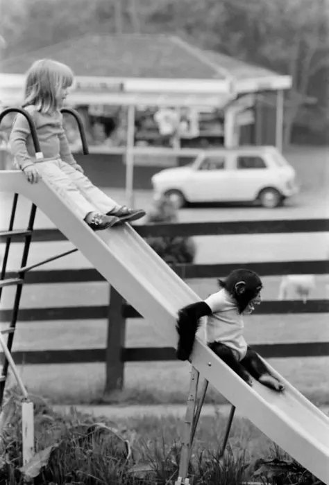 Framed Print : Three year old Emma Colbourne playing on the slide in her local park with a chimpanzee Framed Print : Three year old Emma Colbourne playing on the slide in her local park with a chimpanzee