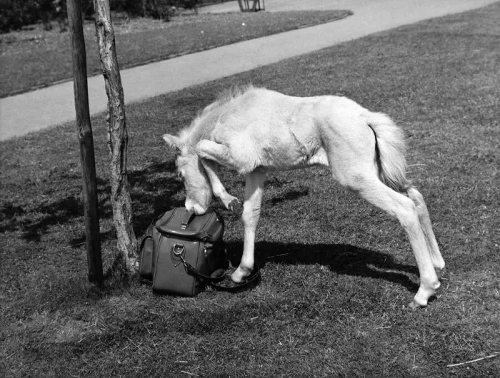 Framed Print : A four year old horse inspecting a photographers camera bag at Whipsnade Zoo Framed Print : A four year old horse inspecting a photographers camera bag at Whipsnade Zoo