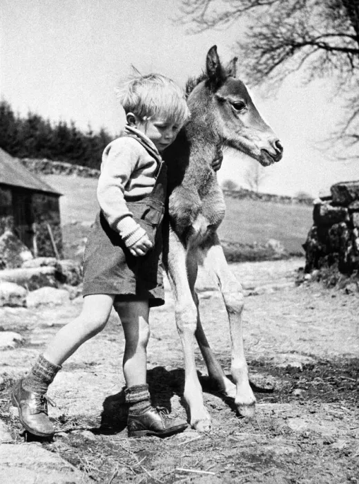 Framed Print : Four year old Jeremy Wilkinson with the newly born filly foal sired by Arabian stallion Framed Print : Four year old Jeremy Wilkinson with the newly born filly foal sired by Arabian stallion