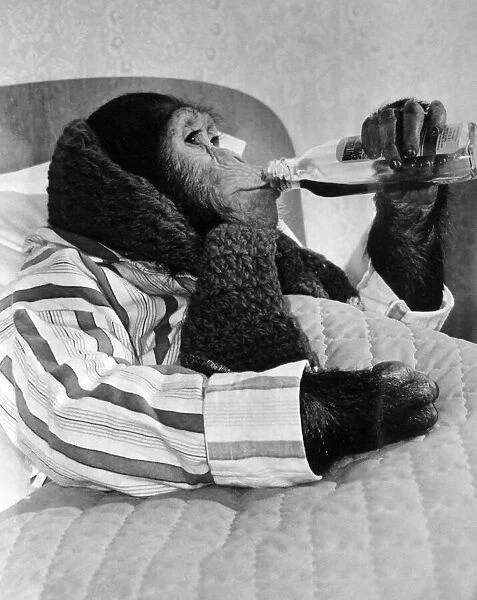 Four year old Jill the Chimp is under the weather. She