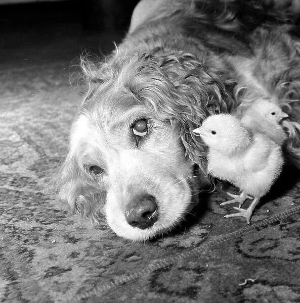 Ten year old spaniel Trudy lies down with a brood of chicks playing near her at Battersea