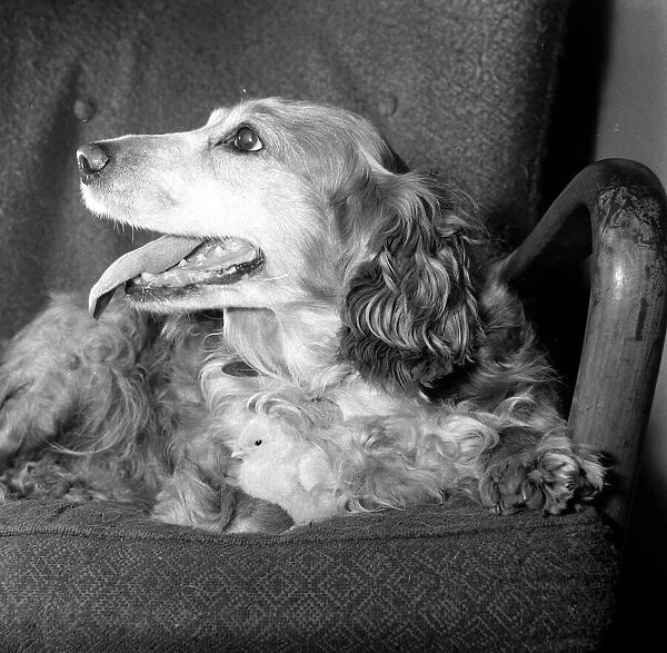 Ten year old spaniel Trudy sits down with a brood of chicks playing near her at Battersea