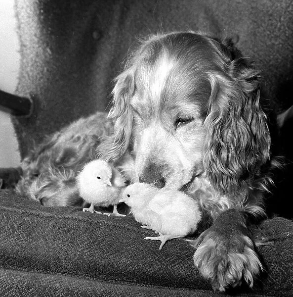 Ten year old spaniel Trudy sitting down with a brood of chicks playing near her at