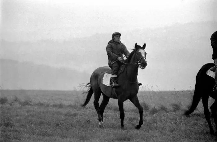 Framed Print : Yearling Ribchester'son of the famous Ribot