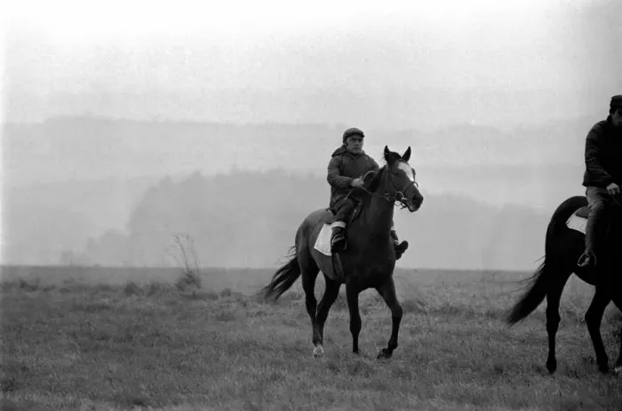 Framed Print : Yearling Ribchester'son of the famous Ribot Framed Print : Yearling Ribchester'son of the famous Ribot