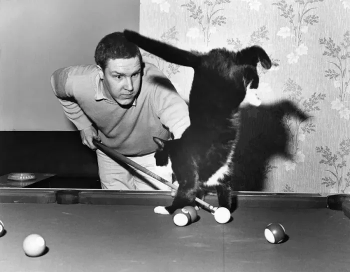 Framed Print : Two years old Hansel, the black and white tom cat who likes to play pool