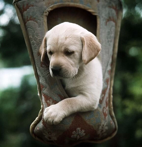Yellow Labrador Pup - July 1967 hanging from a pouch