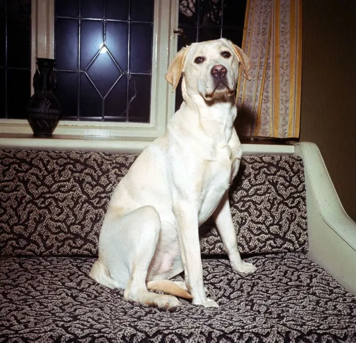 Framed Print : Yellow Labrador on the sofa December 1966 animal animals dog sogs domestic Framed Print : Yellow Labrador on the sofa December 1966 animal animals dog sogs domestic