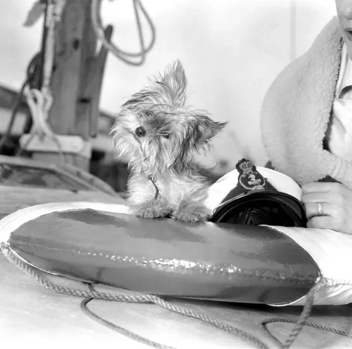 Framed Print : Yorkshire Terrier Dog on beach. April 1961 P2130-001 Framed Print : Yorkshire Terrier Dog on beach. April 1961 P2130-001