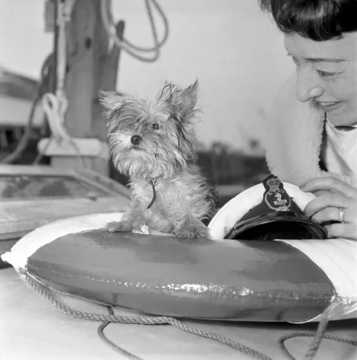 Framed Print : Yorkshire Terrier Dog on beach. April 1961 P2130-003