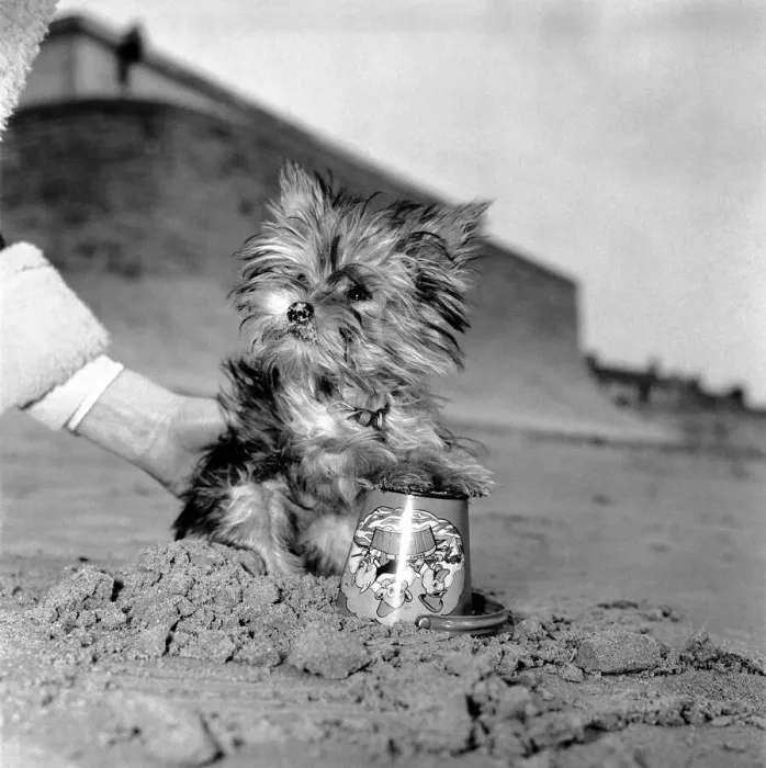 Framed Print : Yorkshire Terrier Dog on beach. April 1961 P2130-006 Framed Print : Yorkshire Terrier Dog on beach. April 1961 P2130-006