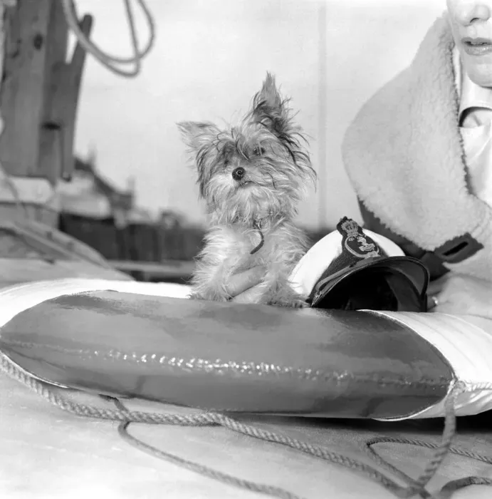 Framed Print : Yorkshire Terrier Dog on beach. April 1961 P2130-007