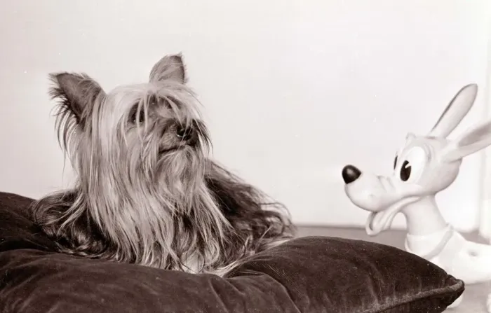 Framed Print : Yorkshire terrier dog and friend Cuddly toy animal dogs squeaky friendship