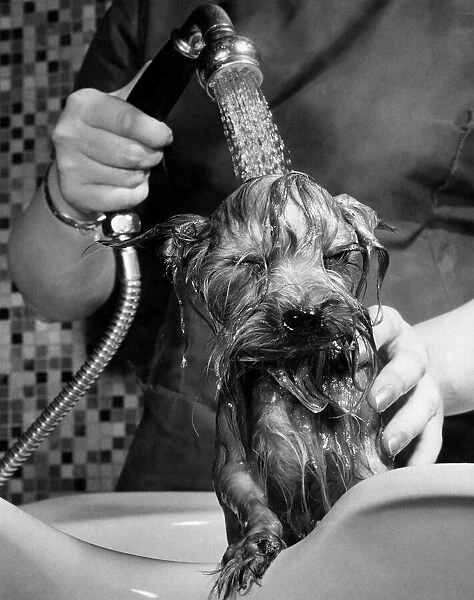 Yorkshire terrier dog having a wash. May 1966 P013309