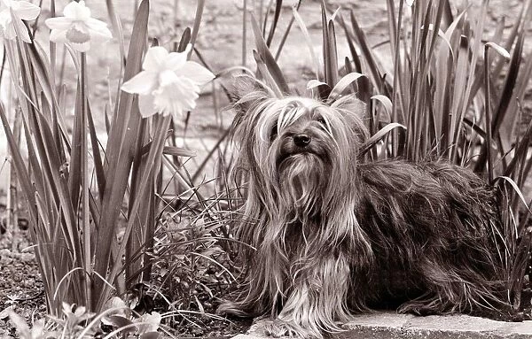 Yorkshire terrier dog sitting in a bed of daffodils Small dogs lap dog little cute