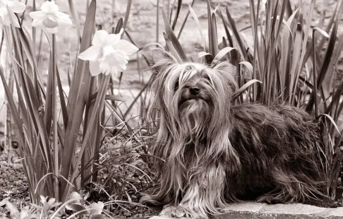 Framed Print : Yorkshire terrier dog sitting in a bed of daffodils Small dogs lap dog little cute Framed Print : Yorkshire terrier dog sitting in a bed of daffodils Small dogs lap dog little cute