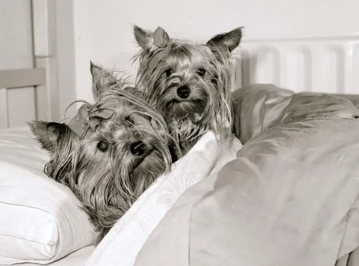 Framed Print : Two Yorkshire Terrier Dogs get five star treatment at exclusive kennels near great Framed Print : Two Yorkshire Terrier Dogs get five star treatment at exclusive kennels near great