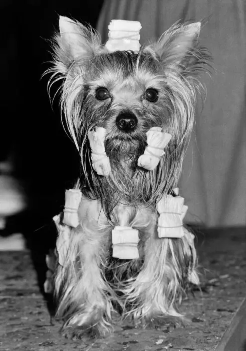 Framed Print : A Yorkshire terrier with his hair in curlers. February 1984 P007437